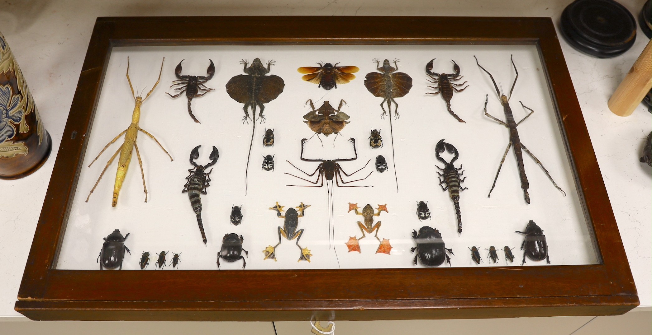 Entomology- a cased taxidermy display of tree frogs, scorpions, stick insects, beetles and flying lizards